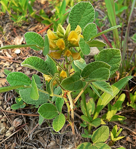 {Rhynchosia tomentosa}